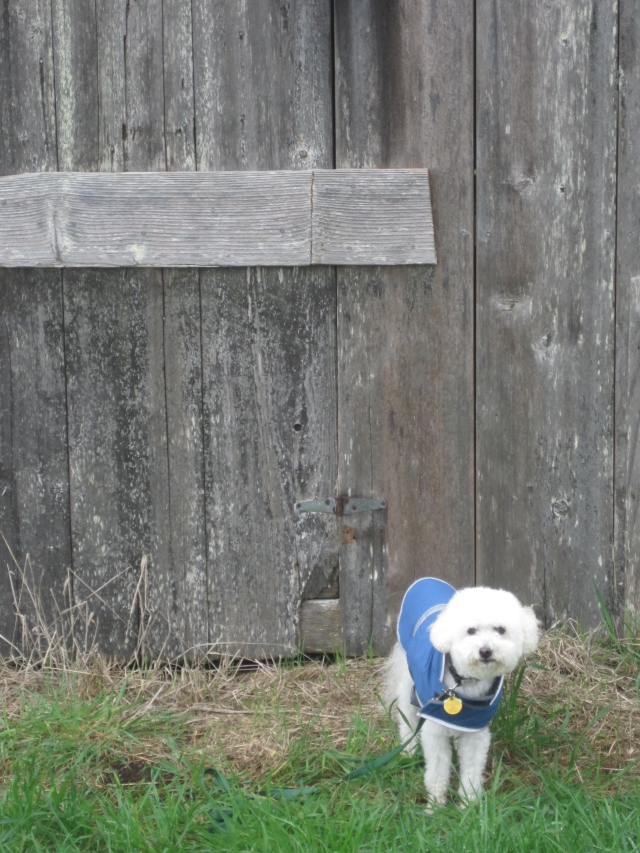 Here I am in the RAIN at the Kent/Spring Ranch Barns